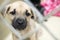 Sad Shepherd puppy at dog pound animal shelter for adoption