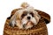 Sad shih tzu dog in a basket on a clean white background