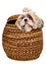 Sad shih tzu dog in a basket on a clean white background