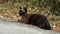 Sad siamese stray cat on an asphalt countryside road. Dirty siam feral animal.