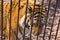 Sad Siberian Amur tiger behind rusty cage