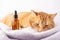 Sad sick cat and medical bottle with CBD oil or cannabis