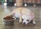 Sad or sick Chihuahua dog  get bored of food. Chihuahua dog laying down by the bowl of dog food and ignoring it. Pet`s health and