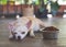 Sad or sick Chihuahua dog  get bored of food. Chihuahua dog laying down by the bowl of dog food and ignoring it. Pet`s health and