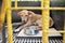 Sad and sick dog ignoring food inside a dark cage with copy space. Pet dog loss appetite, not eating and stress concept.