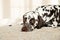 Sad or sleepy dalmatian lying on beige sofa.A tired dog in bed. Dalmatian dog misses its owner. White and liver spotted