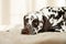 Sad or sleepy dalmatian lying on beige sofa.A tired dog in bed. Dalmatian dog misses its owner. White and liver spotted