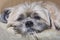 Sad sleepy Lhasa Apso dog