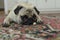 Sad small dog breed pug laying on the carpet with dogs biscui