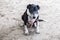 Sad stray dog on beach in Samoa, South Pacific