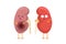 Sad suffering sick and cute healthy amazement surviving kidney characters. Human anatomy genitourinary system internal