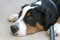 Sad Swiss Mountain Dog