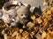 Sad Teddy Bear at a grave