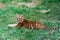 Sad tiger cub lies on the grass