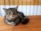 Sad tired gray cat sitting on a wooden bench