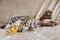 Sad tired gray Scottish Fold cat with yellow eyes in festive New Year`s antlers