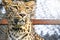 Sad trapped leopard wild cat locked inside a zoo cage looking out for freedom