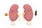 Sad unhealthy ill kidney character hold in hand fast food soda beverage bottle and burger. Human anatomy genitourinary