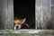 Sad view of a lonely red dog lying in the kennel - an old wooden house