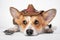 Sad welsh corgi pembroke or cardigan in cool cowboy costume with straw wide brimmed hat and a revolver lying on white background.