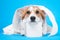 Sad welsh corgi pembroke dog puppy,  is lies with a roll of white toilet paper, isolated on blue background. Panic and Afraid of t