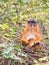 A sad Western Red Colobus monkey