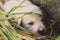 Sad white puppy lying in grass near stone. Cute small dog looking at camera. Lovely baby dog close up. Animal care and love concep