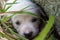 Sad white puppy lying in grass near stone. Cute small dog looking at camera. Lovely baby dog close up. Animal care and love concep