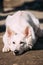 Sad White Swiss Shepherd Dog Berger Blanc Suisse