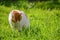 Sad white and yellow adult domestic cat sitting in grass in the garden