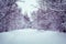 Sad winter forest with a deserted road. Blank winter the trail is covered with snow. Landscape in the Park with big trees under