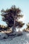 A sad woman next to the dead tree. A sad and worried blonde woman sitting next to the half-dead pine tree on the rocky ground