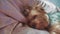 Sad Yorkshire Terrier lifestyle dog is sick lying on the bed. pet sick concept