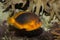 The Saddle anemonefish Amphiprion ephippium.
