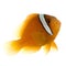 Saddle anemonefish - Amphiprion ephippium