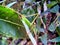 Saddle-backed Bush-cricket