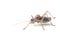 Saddle-backed bush cricket (Ephippiger ephippiger) on white