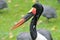 Saddle-bill Stork