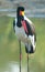 Saddle Bill Stork