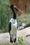 Saddle-bill Stork (Ephippiorhynchus senegalensis)