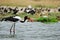 Saddle-billed stork