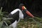 Saddle-billed Stork