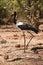 Saddle-billed Stork