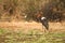 Saddle-billed Stork