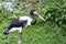 Saddle-billed Stork