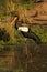 Saddle-Billed Stork