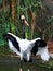A Saddle-billed Stork