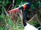 A Saddle-billed Stork