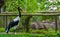 Saddle billed stork in the aviary, tropical bird specie from Africa