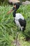 Saddle-billed stork closeup